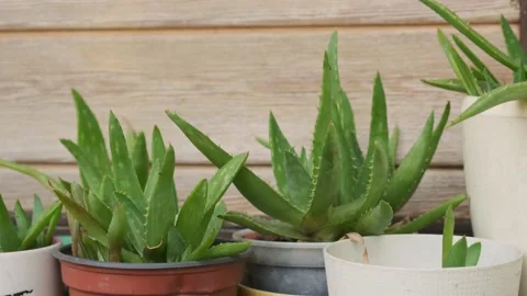 Aloe growing in pots Stock Footage 160340659