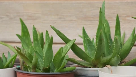 Aloe growing in pots Stock Footage 160340700