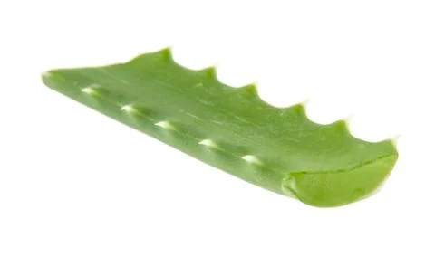 Aloe isolated on white background Stock Photos