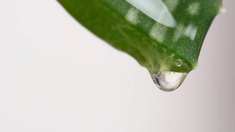 Aloe juice drips from the leaf, macro. Aloe vera leaf on white background, .. Stock Footage 274555383