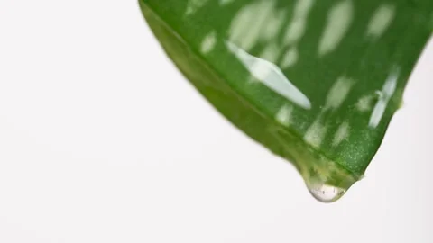 Aloe juice drips from the leaf, macro. Aloe vera leaf on white background, .. Stock Footage 275063652