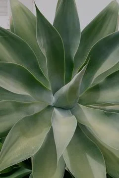 Aloe Leaf Bloom Stock Photos