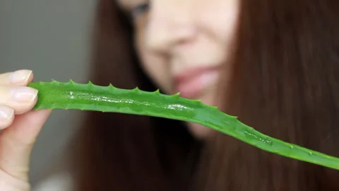 Aloe leaf close up. Composition of aloe vera beauty product derived from Aloe, n Stock Footage 270918497