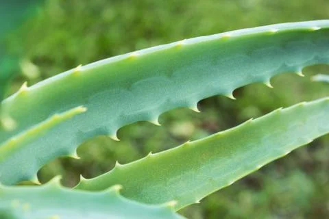 Aloe leaf close-up Stock Photos