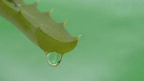 Aloe leaf with a drop of juice Stock Footage 124130407