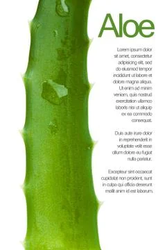 Aloe leaf Stock Photos