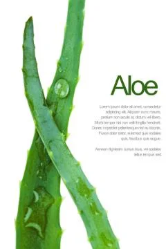 Aloe leaf Stock Photos