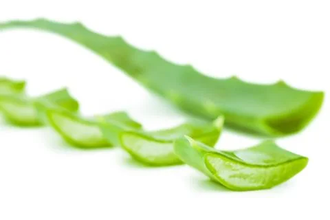 Aloe leaf Stock Photos