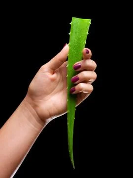 Aloe leaf Stock Photos