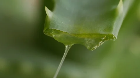 Aloe leaf, showing, extracting the pulp, jelly, gel Stock Footage 108032258