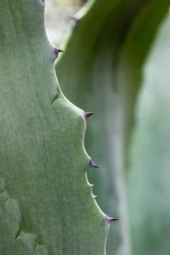 Aloe leaf texture with needles close up, macro, closeup of cactus needles Stock Photos