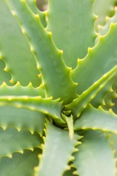 Aloe leafs Stock Photos