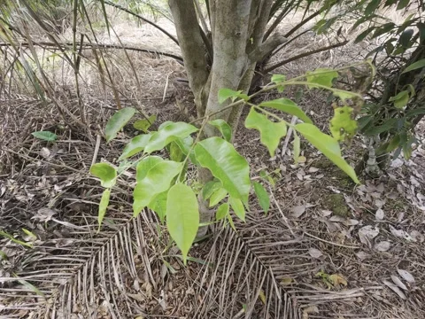 Aloe leaves Stock Footage 311933945