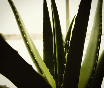 Aloe From The Other Side Stock Photos