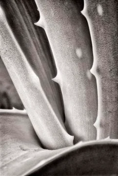 Aloe Stock Photos