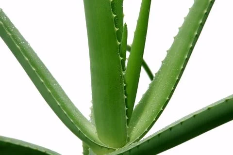 Aloe Stock Photos