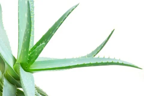 Aloe Foto stock