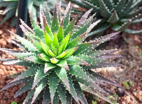 Aloe Stock Photos