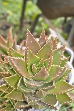 Aloe Foto stock