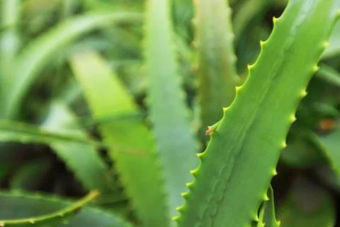 Aloe Stock Photos