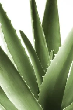 Aloe Stock Photos