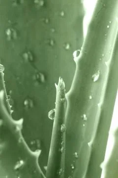 Aloe Stock Photos