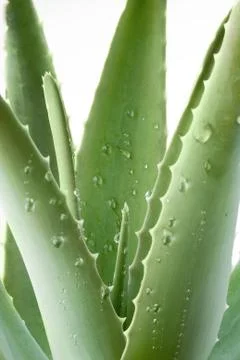 Aloe Stock Photos