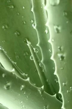 Aloe Stock Photos