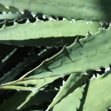 Aloe Stock Photos