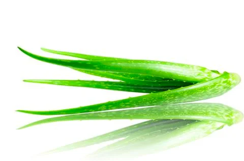 Aloe Stock Photos
