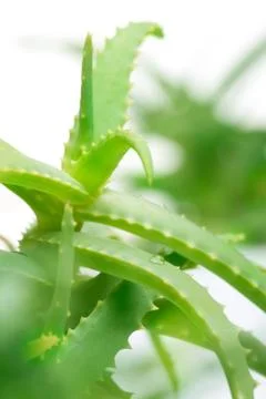 Aloe Stock Photos