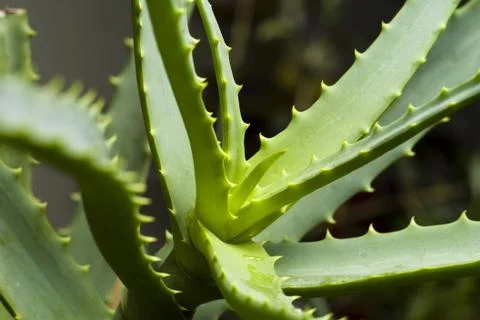 Aloe Stock Photos
