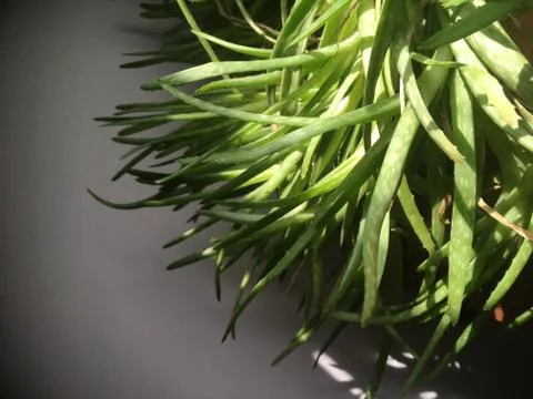 Aloe Stock Photos
