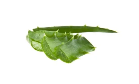 Aloe Stock Photos