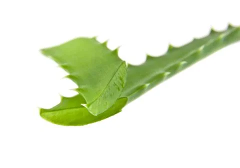 Aloe Stock-Fotos