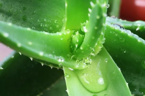 Aloe Stock Photos