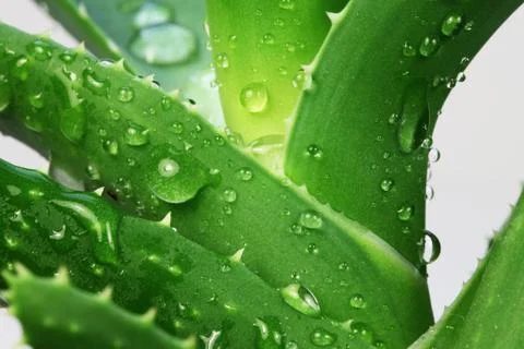Aloe Stock Photos