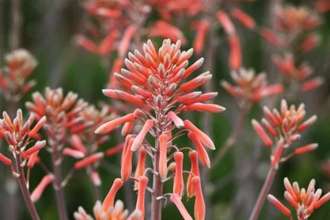 Aloe Stock Photos