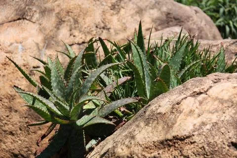 Aloe Stock Photos