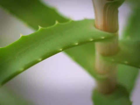 Aloe Stock Photos