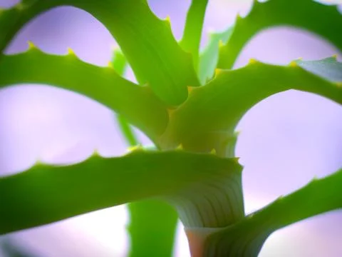 Aloe Stock Photos