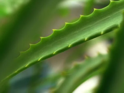 Aloe Stock Photos