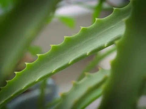 Aloe Stock Photos