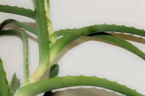 Aloe Stock Photos
