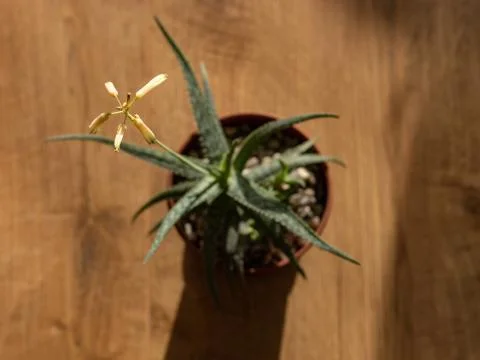 Aloe plant blooming. Selective Focus Stock Photos