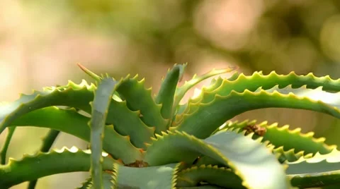 Aloe plant Stock Footage 7133267