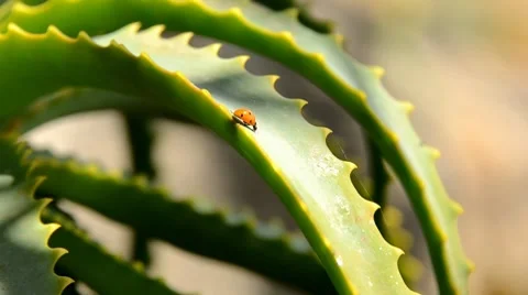 Aloe plant Stock Footage 7133273