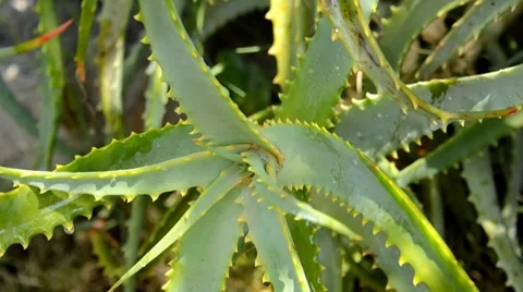 Aloe plant Stock Footage 7133286