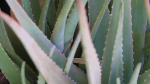 Aloe plant Vídeos de archivo 58781394