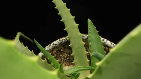 Aloe plant Stock Footage 149247956